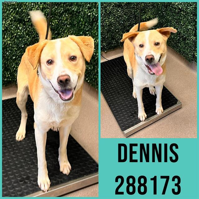 DENNIS, Adoptable, Young Male Mixed Breed.