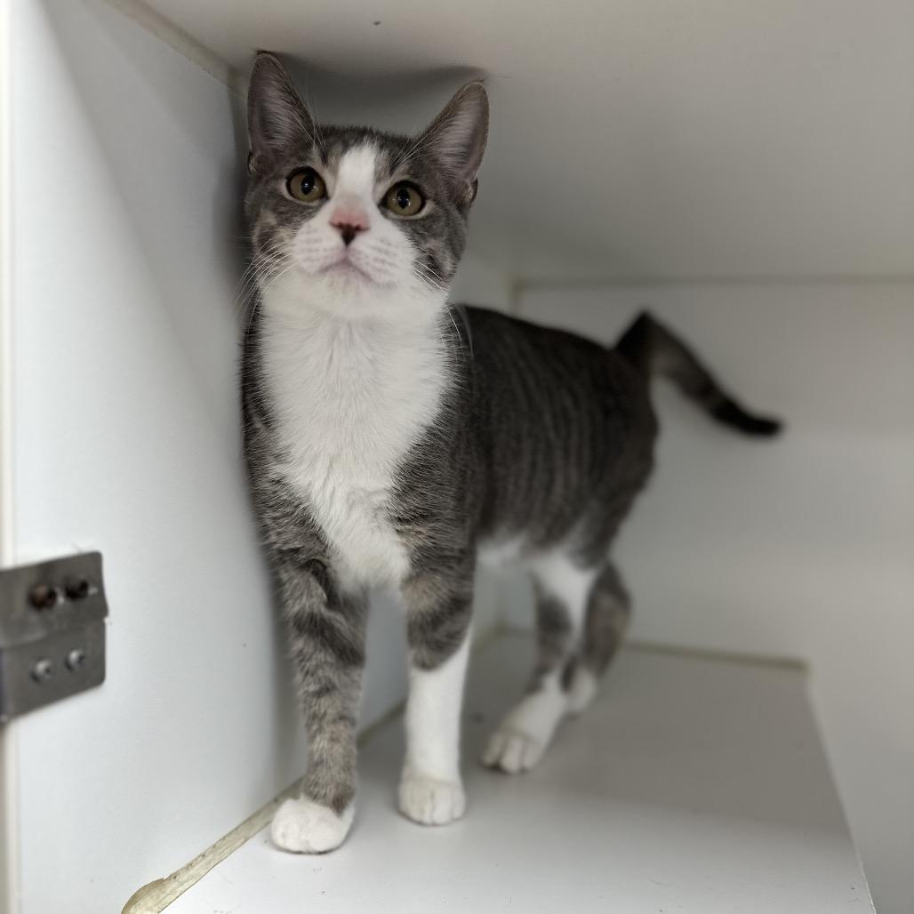 Boo, Adoptable, Young Male Domestic Short Hair.