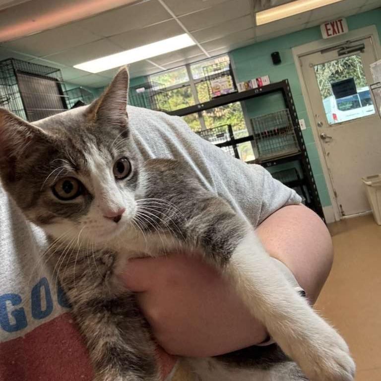 Boo, a Adoptable Domestic Short Hair in Gadsden, AL image 2/5