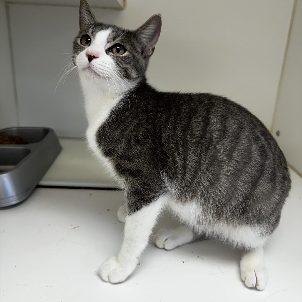 Boo, a Adoptable Domestic Short Hair in Gadsden, AL image 3/5
