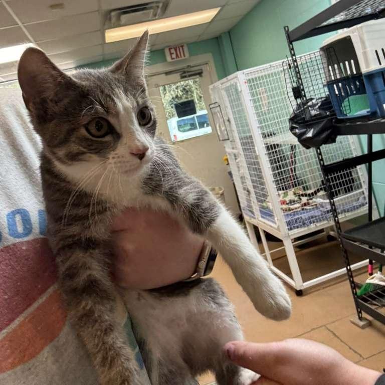 Boo, a Adoptable Domestic Short Hair in Gadsden, AL image 4/5