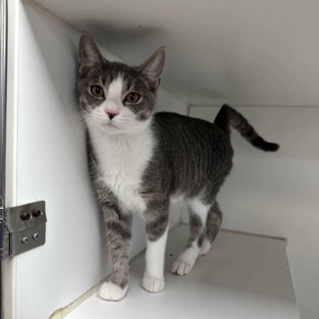 Boo, a Adoptable Domestic Short Hair in Gadsden, AL image 5/5