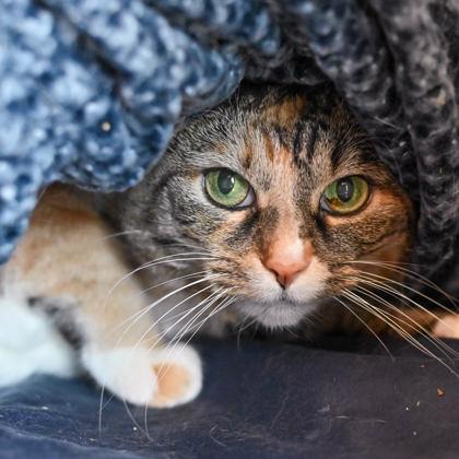 Tuppence in Maine, ADOPTABLE, Senior Female Domestic Short Hair.