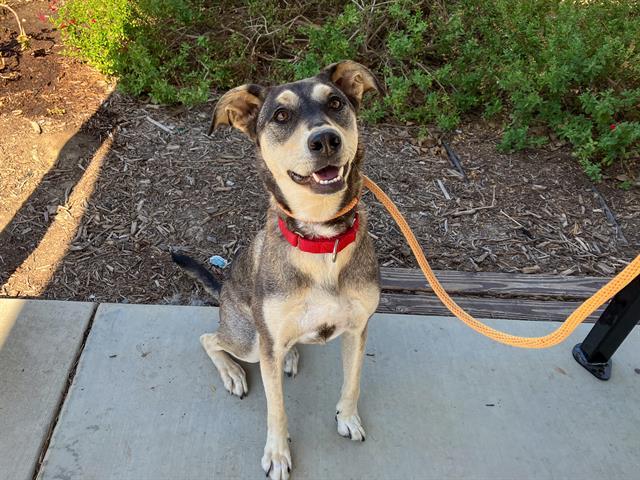 MARIL, Adoptable, Adult Female Siberian Husky & Labrador Retriever.