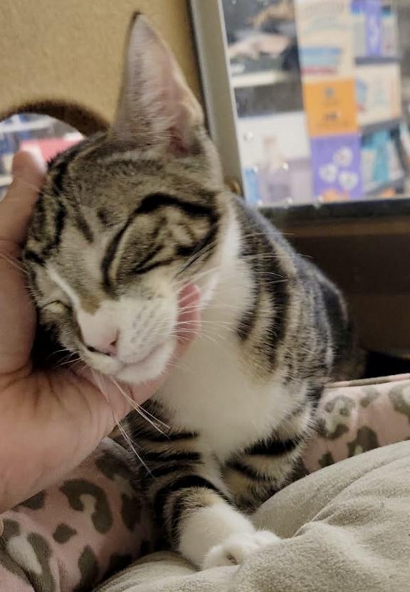 Tessa, ADOPTABLE, Kitten Female Tabby & Domestic Short Hair.