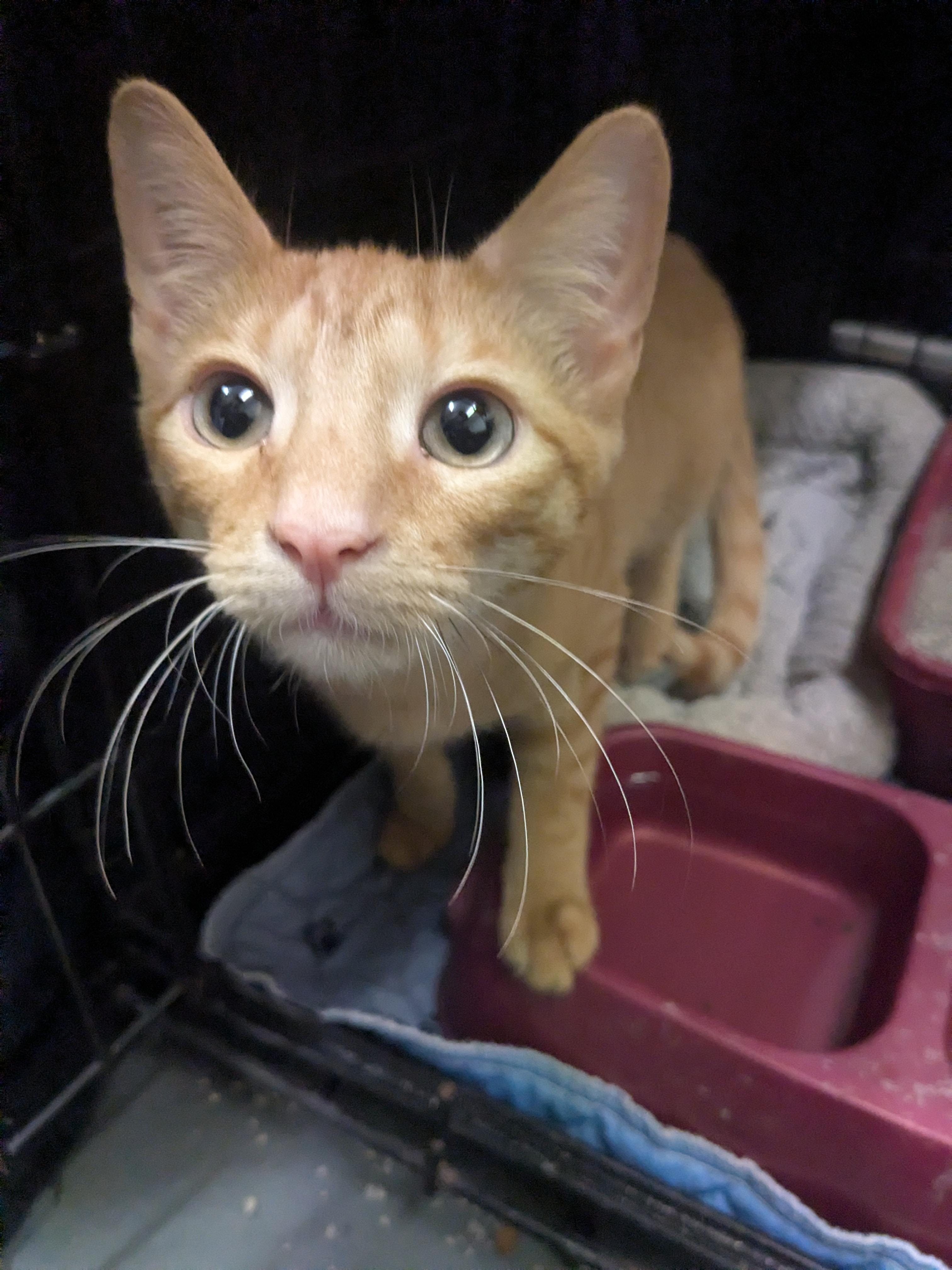 Lil Man, Adoptable, Young Male Domestic Short Hair.