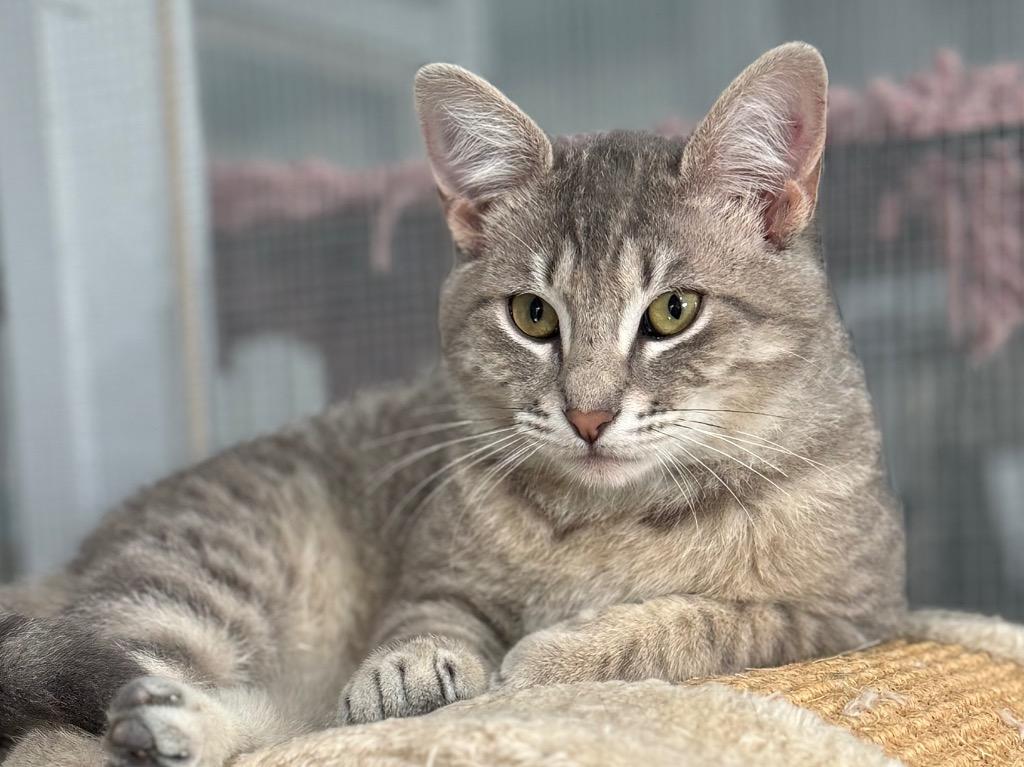 Cutie 25, Adoptable, Young Male Tabby & Domestic Short Hair.