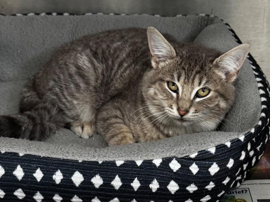 Cutie 25, a Adoptable mixed breed in Brookhaven, MS image 2/2