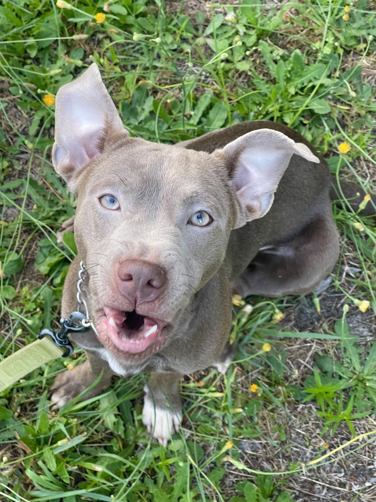 Cricket, Adoptable, Young Female Terrier.
