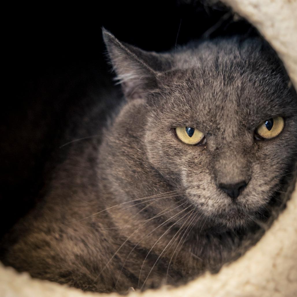 Hemingway, Adoptable, Senior Male Domestic Short Hair.
