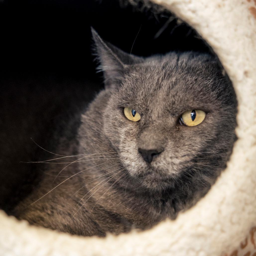 Hemingway, a Adoptable Domestic Short Hair in Lakewood, CO image 2/6