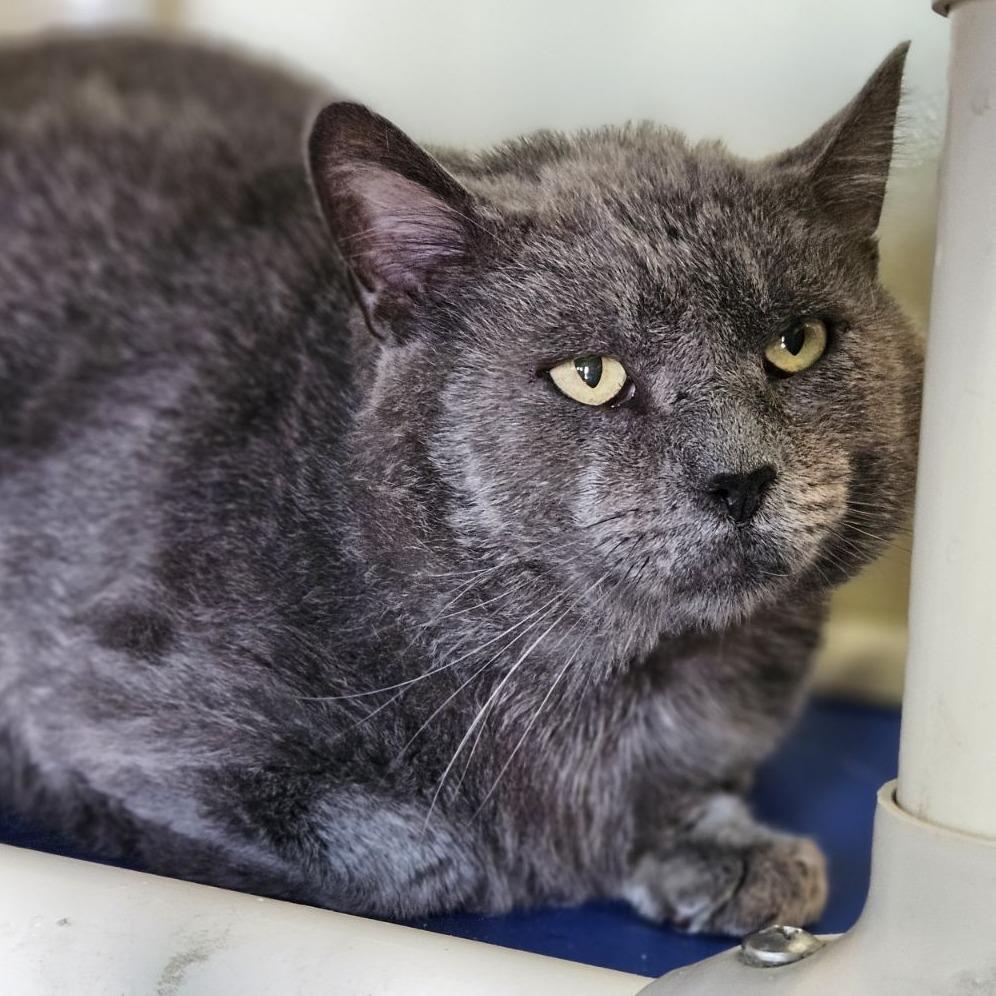 Hemingway, a Adoptable Domestic Short Hair in Lakewood, CO image 3/6