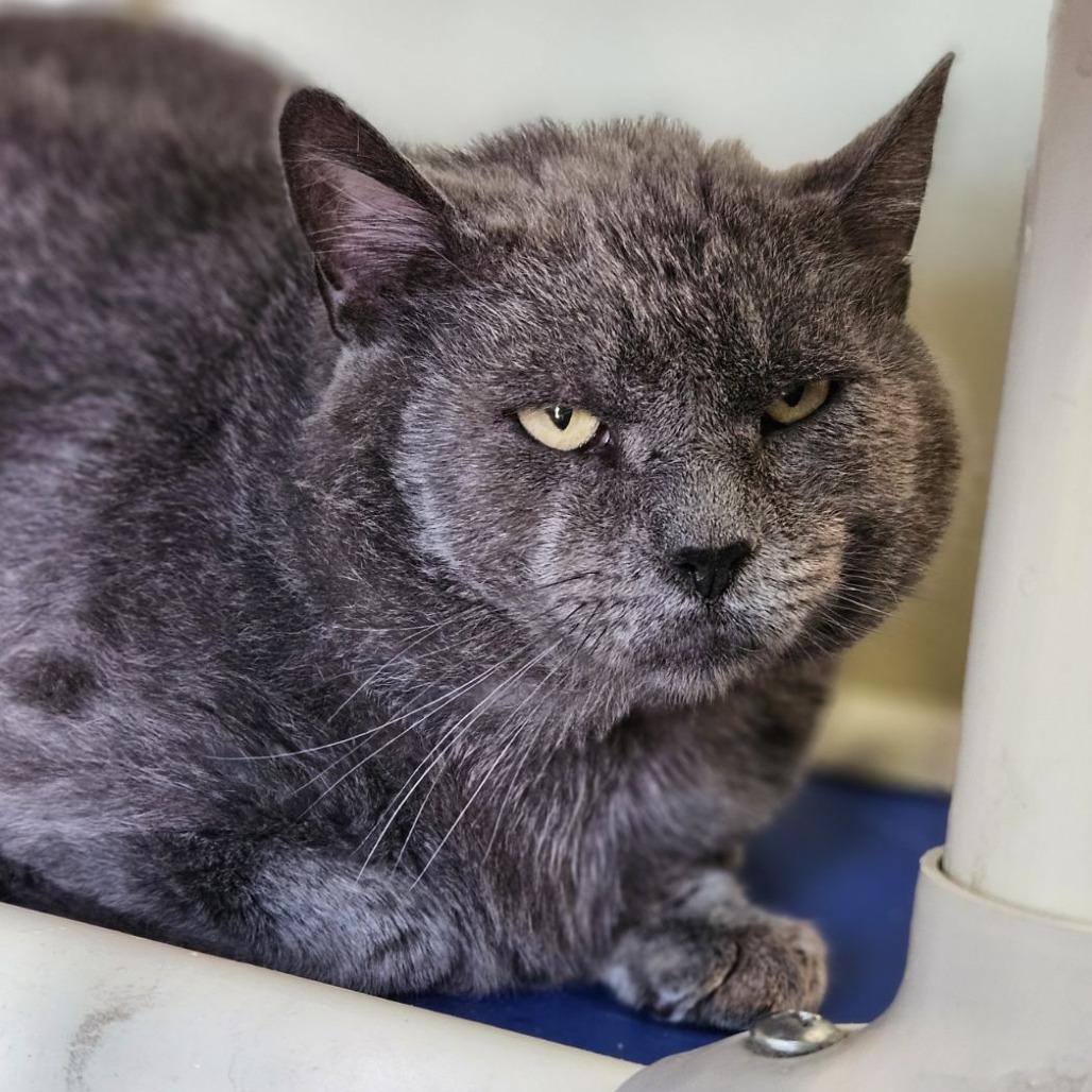 Hemingway, a Adoptable Domestic Short Hair in Lakewood, CO image 4/6