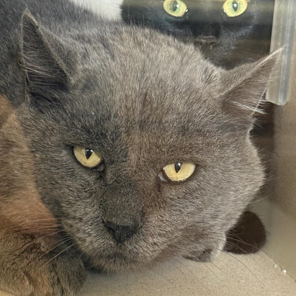 Hemingway, a Adoptable Domestic Short Hair in Lakewood, CO image 5/6