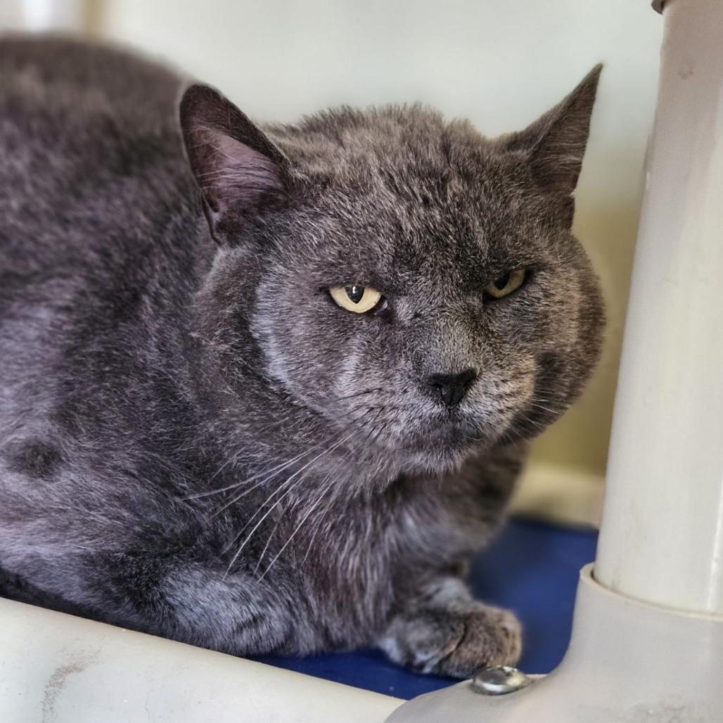 Hemingway, a Adoptable Domestic Short Hair in Lakewood, CO image 6/6