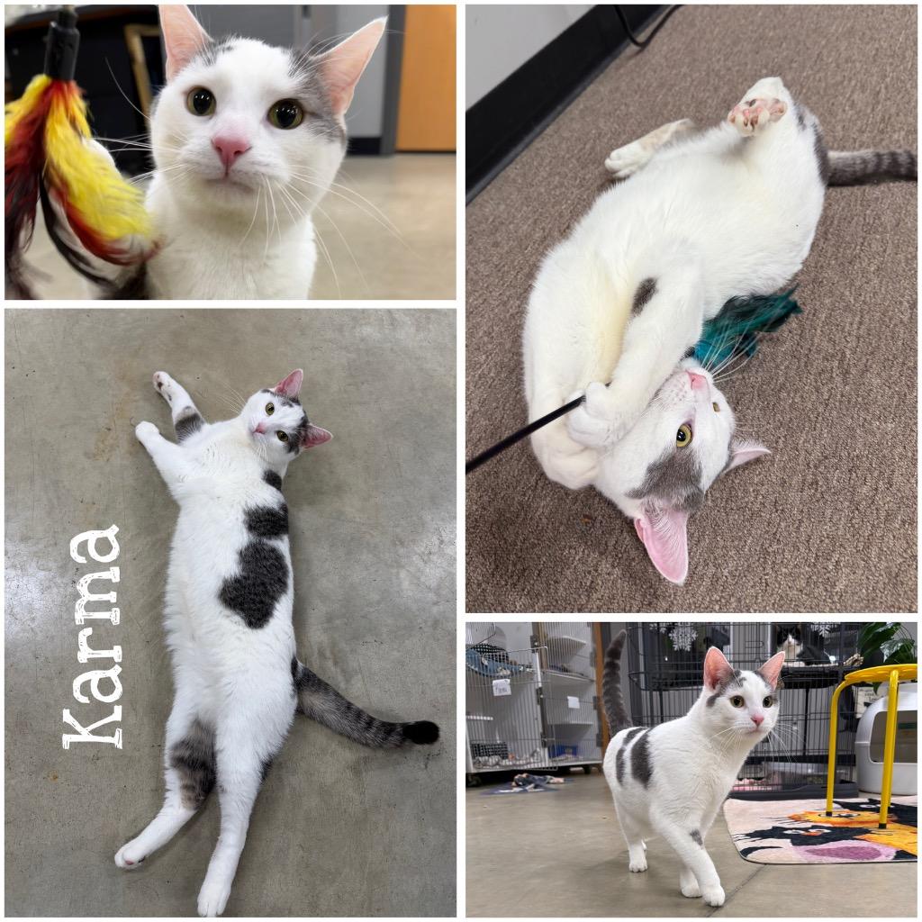 Karma- silo, Adoptable, Young Male Domestic Short Hair.