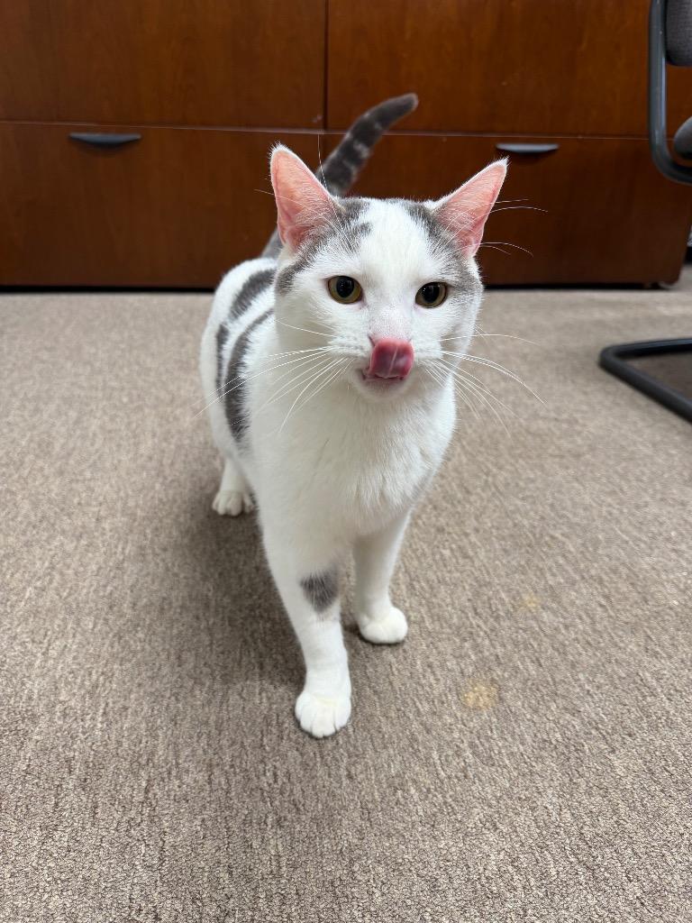 Enlarge Karma- silo, a Adoptable mixed breed in Pierceton, IN image 2/6