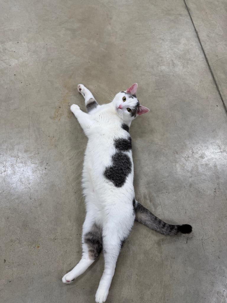 Enlarge Karma- silo, a Adoptable mixed breed in Pierceton, IN image 3/6