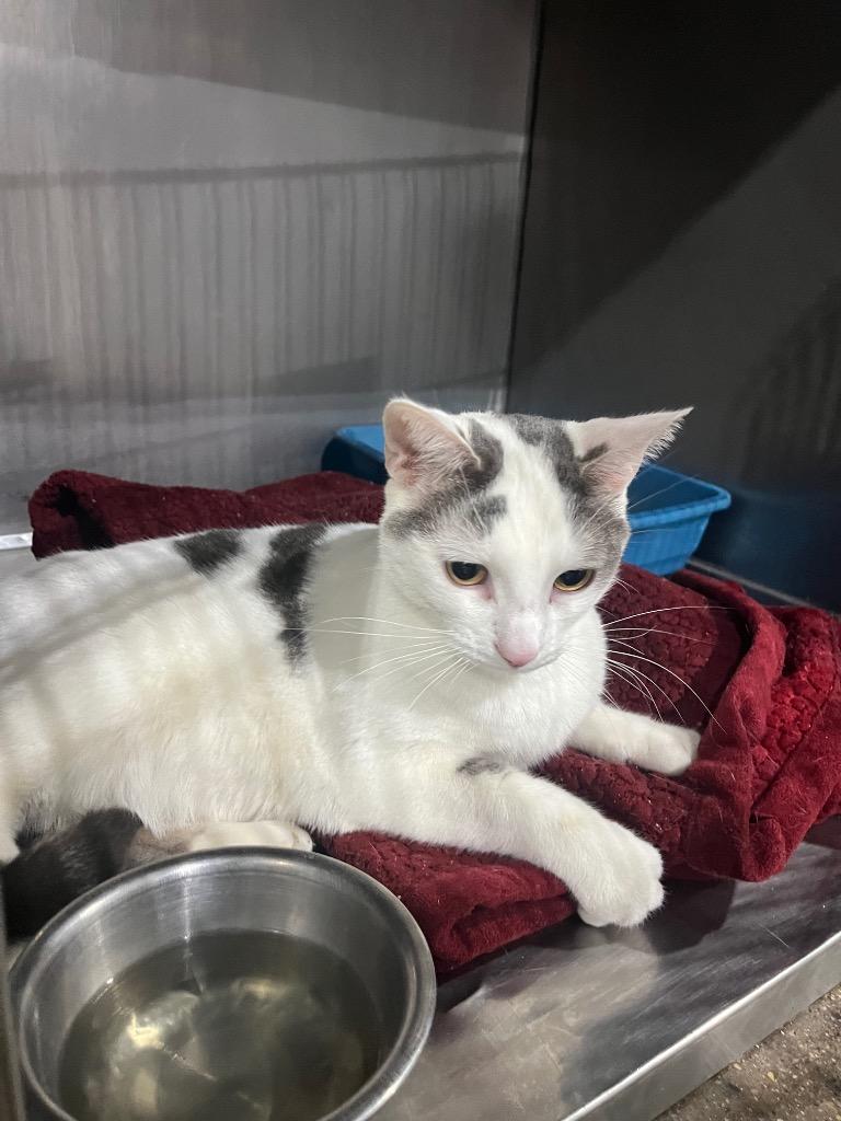 Enlarge Karma- silo, a Adoptable mixed breed in Pierceton, IN image 4/6