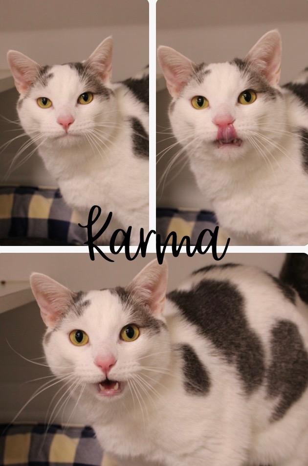 Enlarge Karma- silo, a Adoptable mixed breed in Pierceton, IN image 5/6