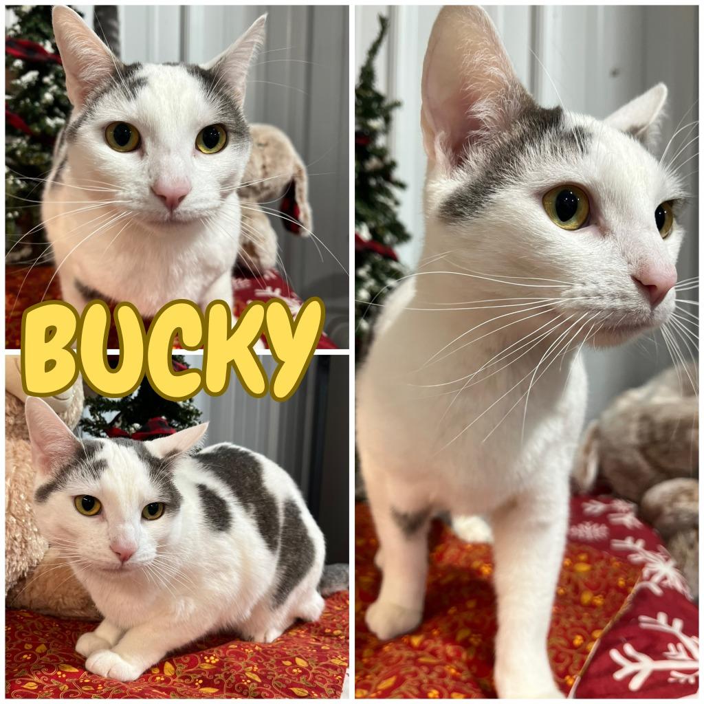 Enlarge Karma- silo, a Adoptable mixed breed in Pierceton, IN image 6/6