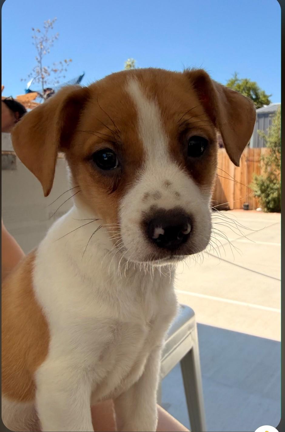 Enlarge Milo, an adopted mixed breed in Brentwood, CA image 1/1