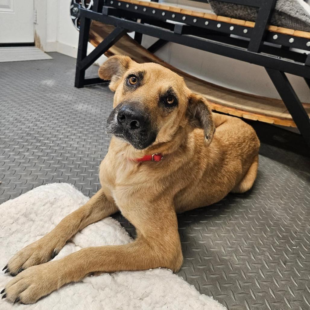 Hazel, Adoptable, Adult Female Shepherd.