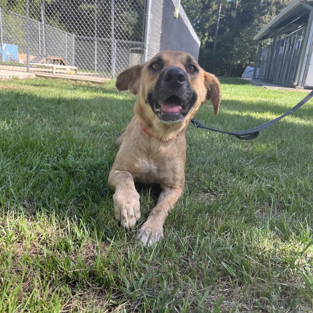 Enlarge Hazel, a Adoptable mixed breed in Caldwell, ID image 4/6
