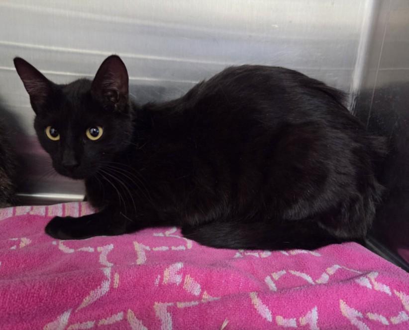 Enlarge ELOISE, a Adoptable Domestic Short Hair in Norco, CA image 1/1
