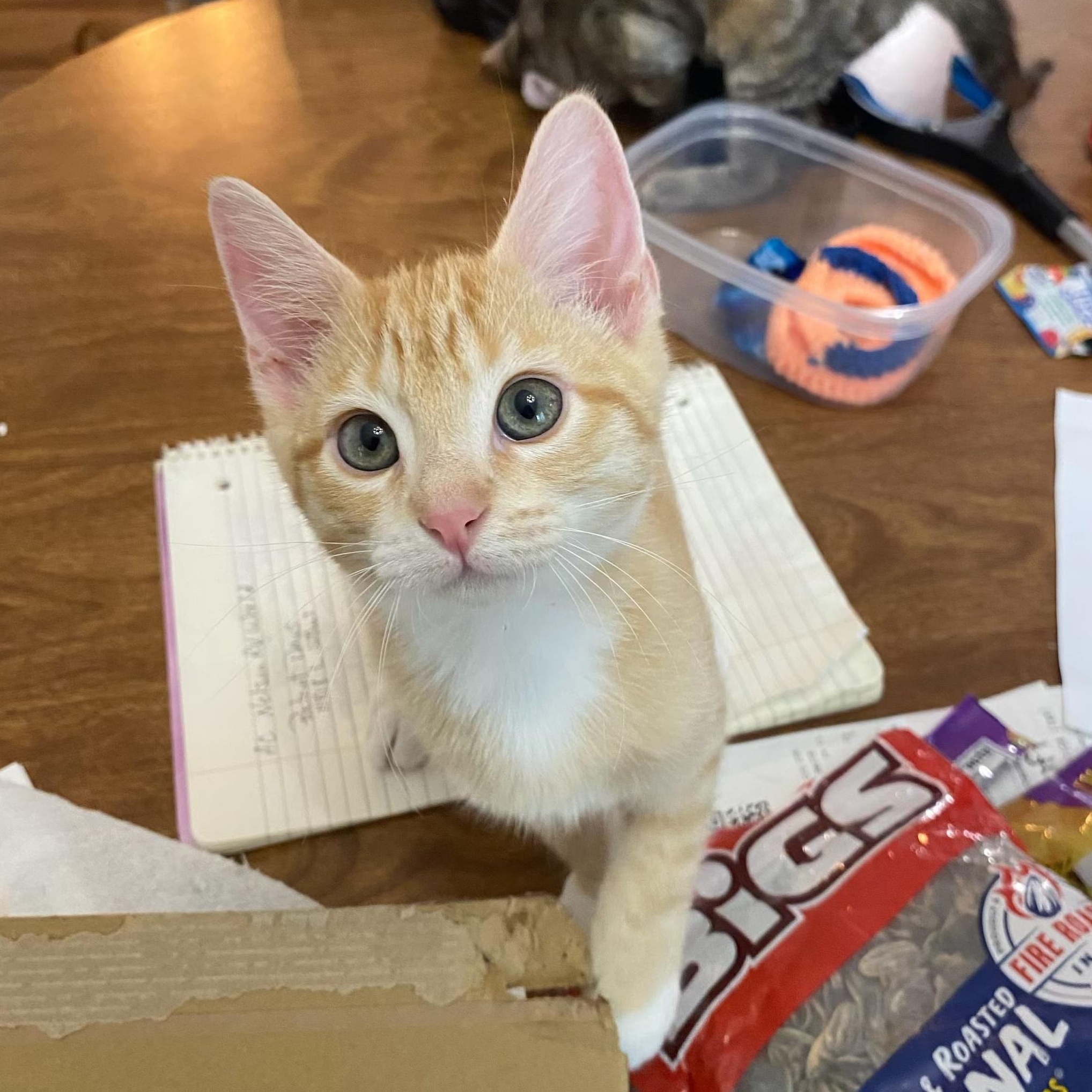 Cat for adoption - Jeremy, a Domestic Short Hair &amp; Tabby Mix in Omaha ...