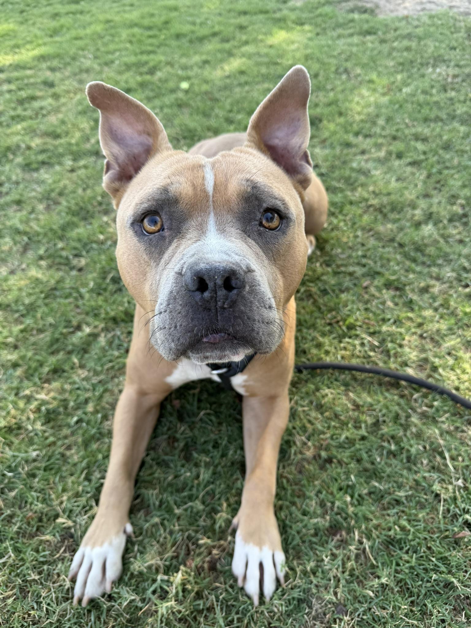 Brownie **Courtesy Post. Out of town pet. See below for details**