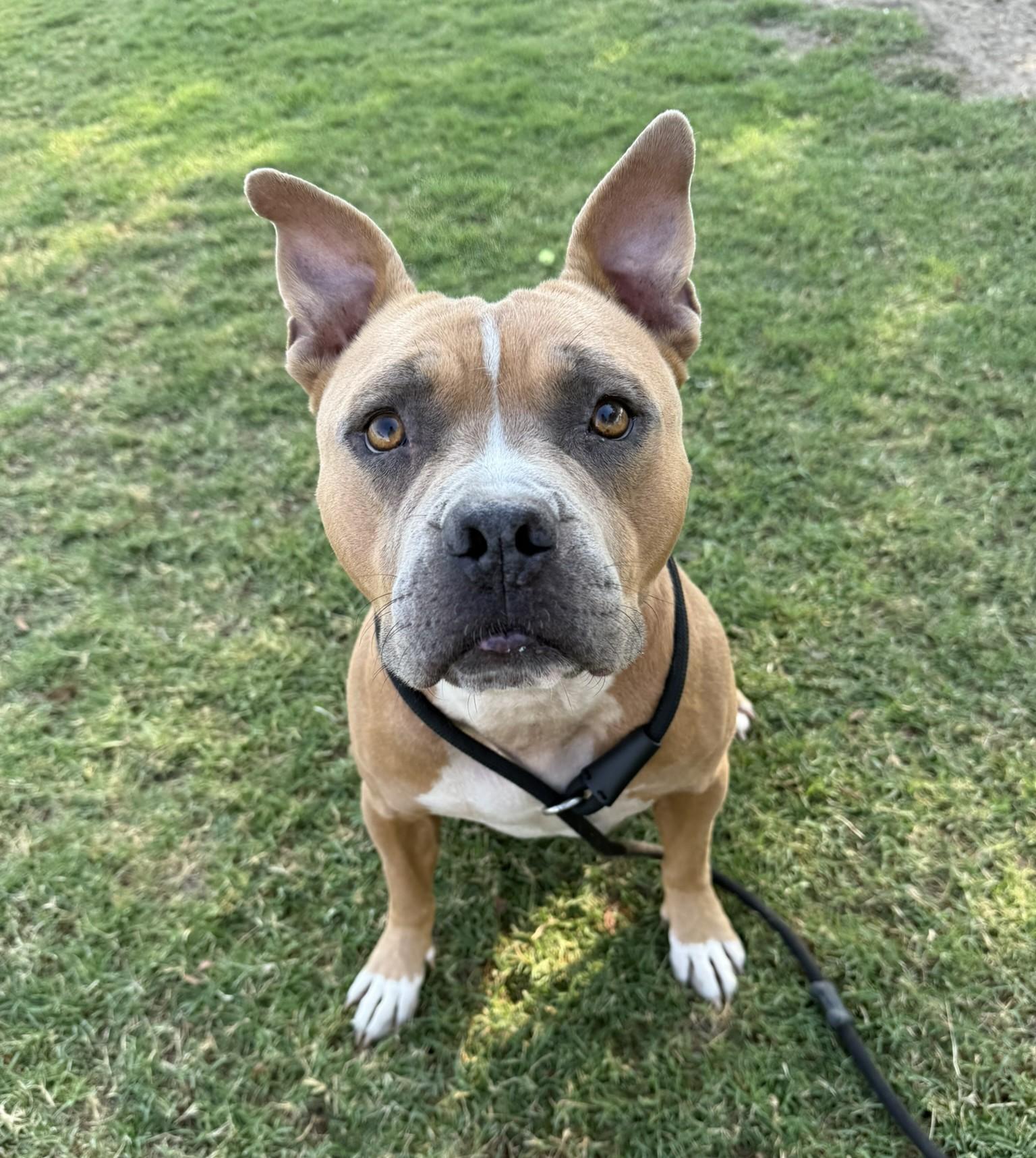 Brownie **Courtesy Post. Out of town pet. See below for details**