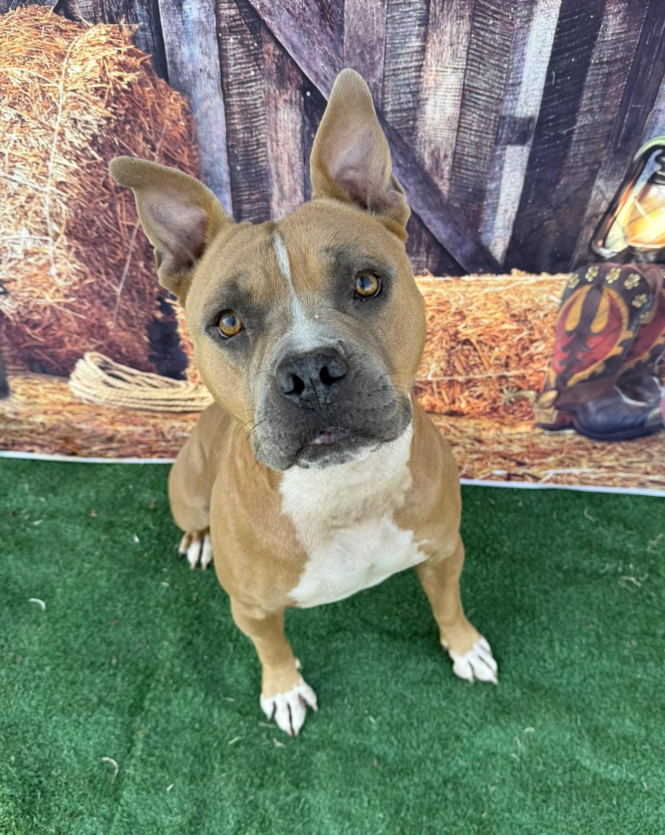 Brownie **Courtesy Post. Out of town pet. See below for details**