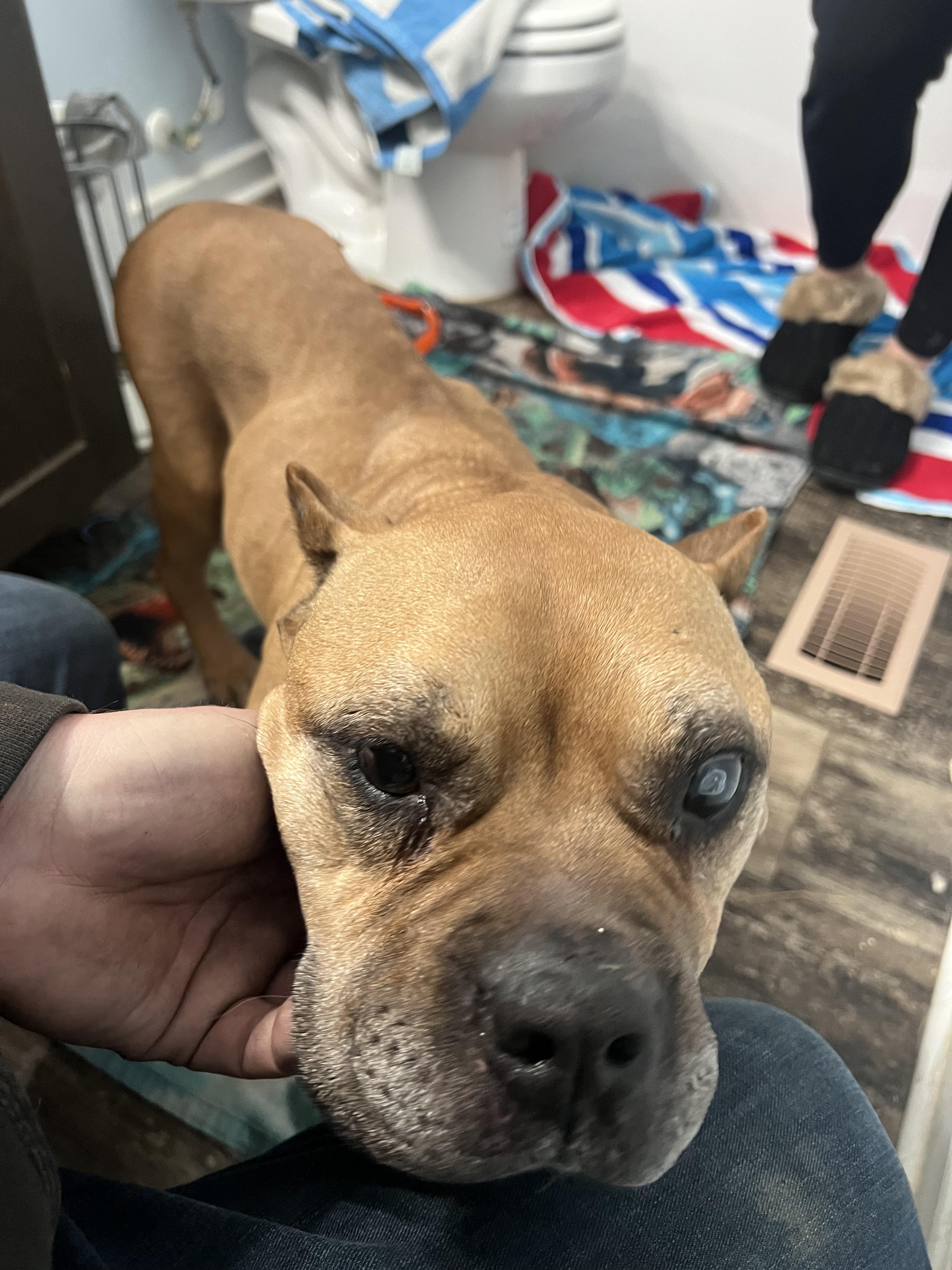 Mama Dawg, a Adoptable Terrier in Beulaville, NC image 5/5