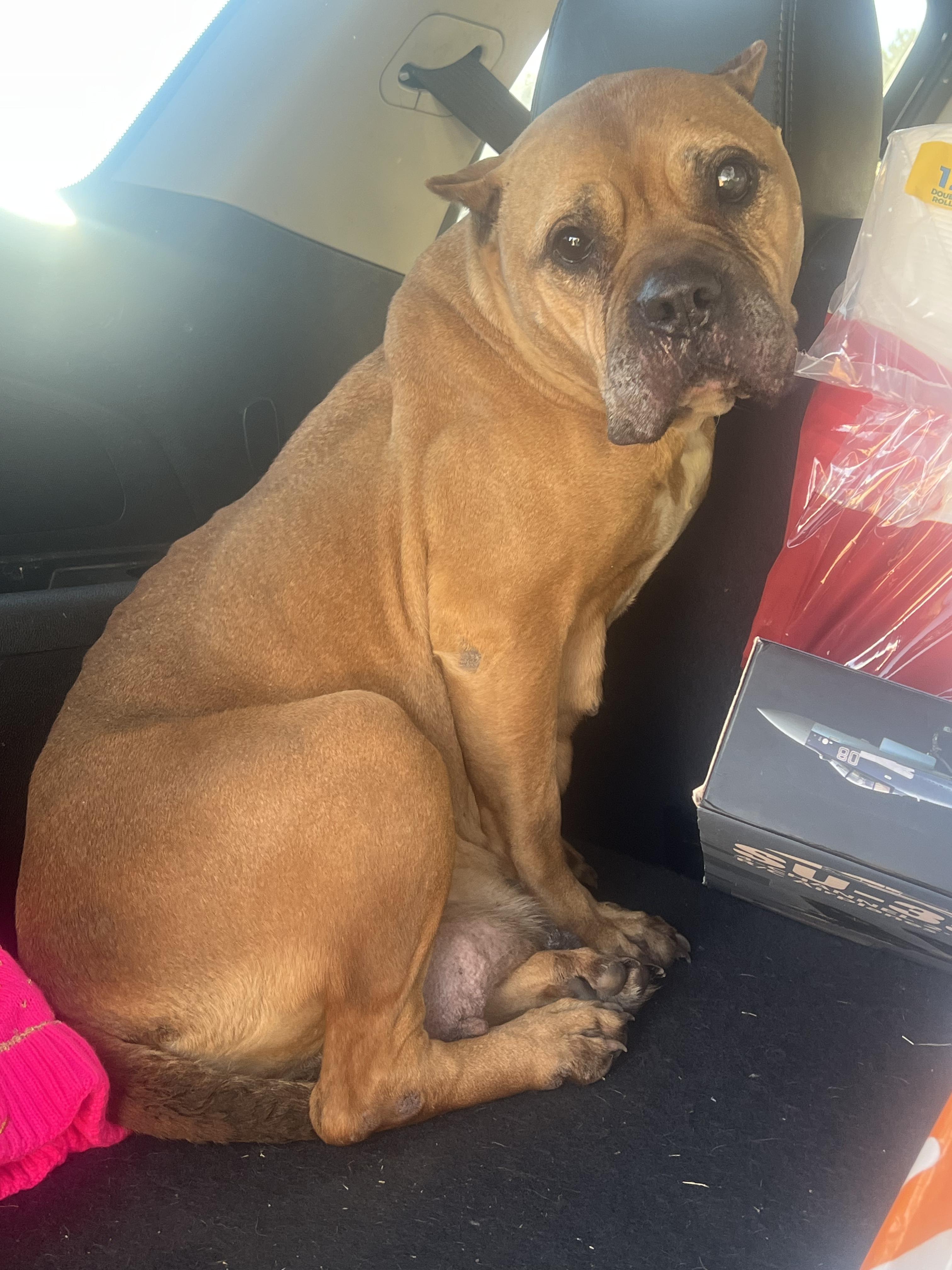 Mama Dawg, a Adoptable Terrier in Beulaville, NC image 3/5