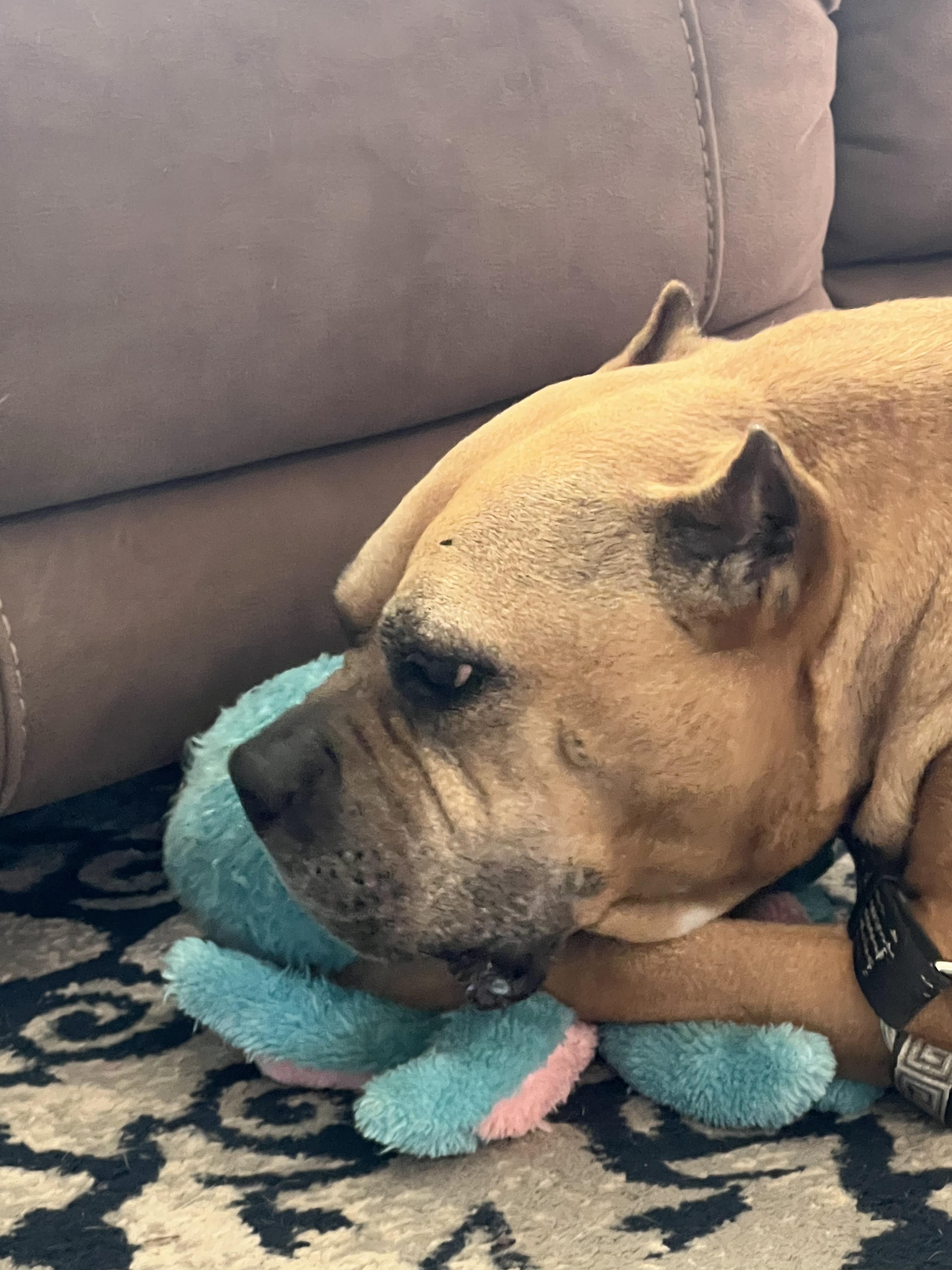 Mama Dawg, a Adoptable Terrier in Beulaville, NC image 2/5