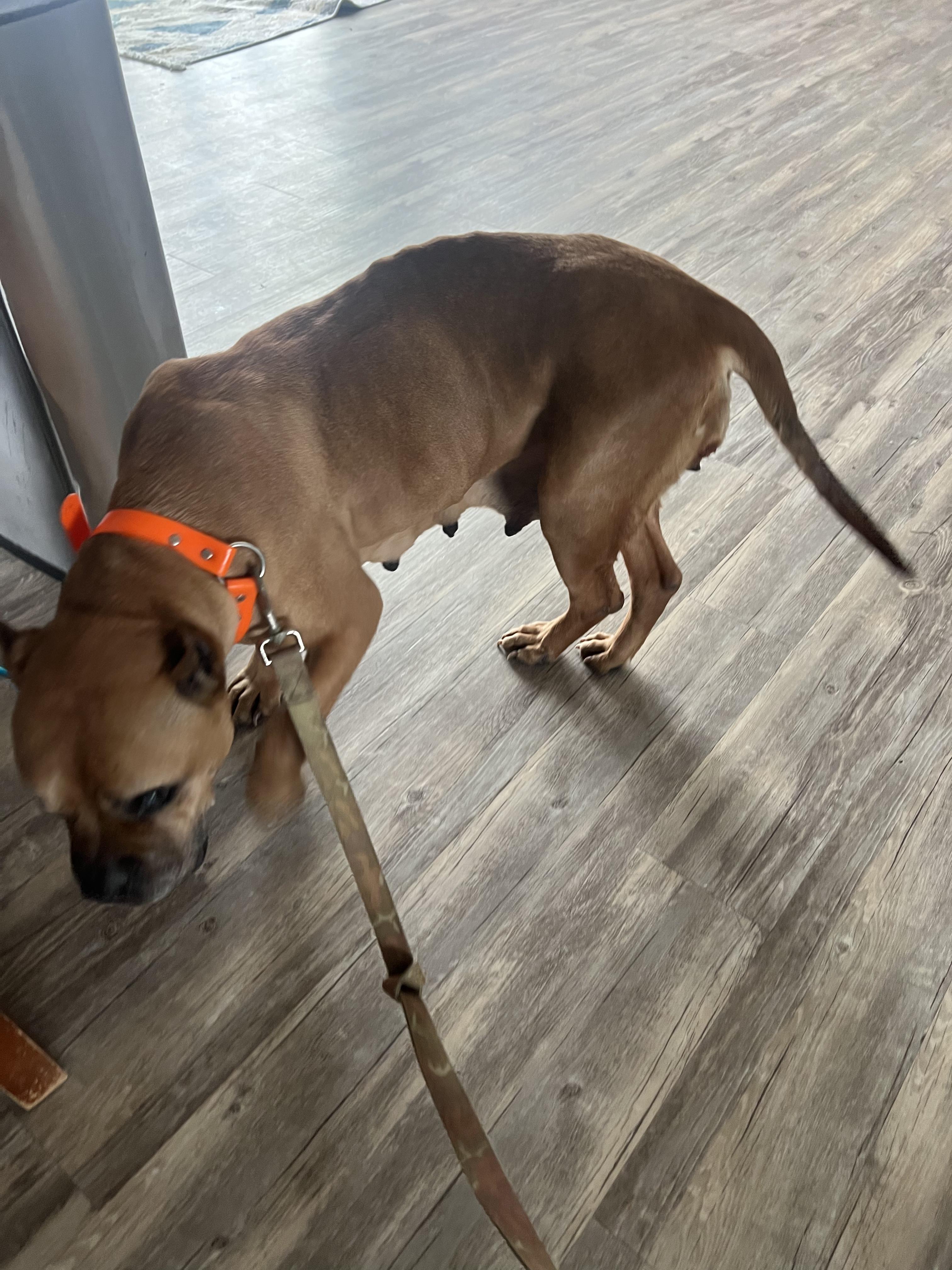 Mama Dawg, a Adoptable Terrier in Beulaville, NC image 4/5