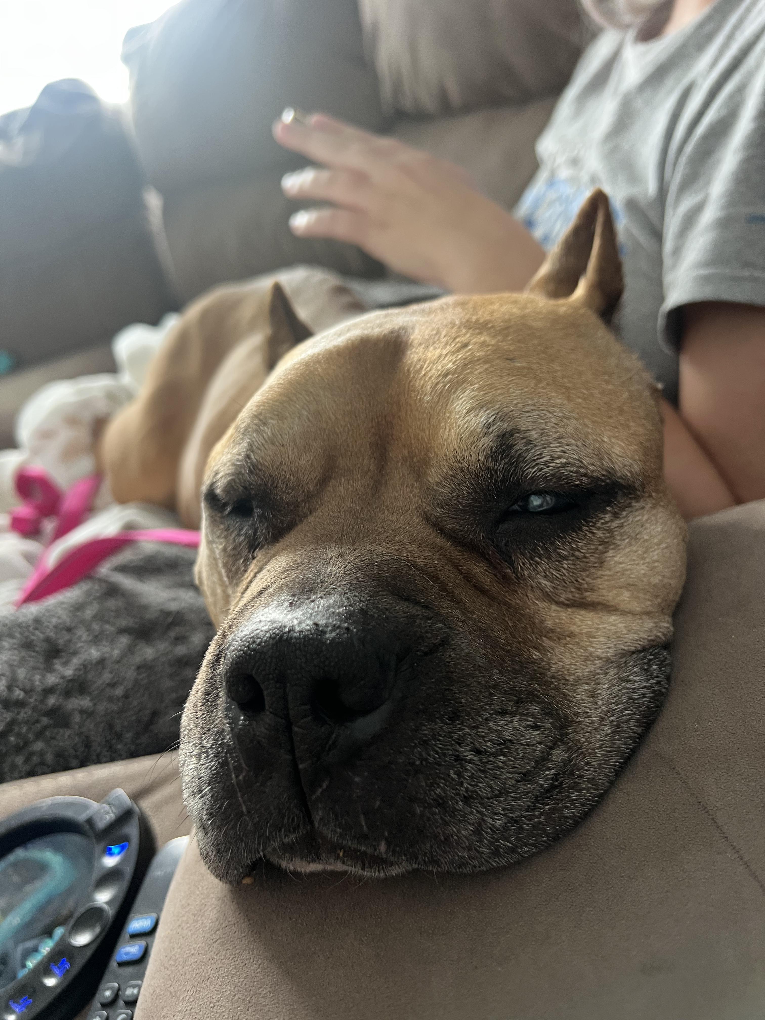 Mama Dawg, Adoptable, Senior Female Terrier.