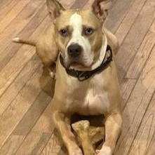 Enlarge Evans Wonderful  Blue-Eyed Companion/Therapy Dog Great with Kids and Dogs, a Adoptable mixed breed in Danbury, CT image 5/6