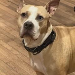 Evans Wonderful Blue-Eyed Companion/Therapy Dog Great with Kids and Dogs, Adoptable, Adult Male Great Dane & Husky.