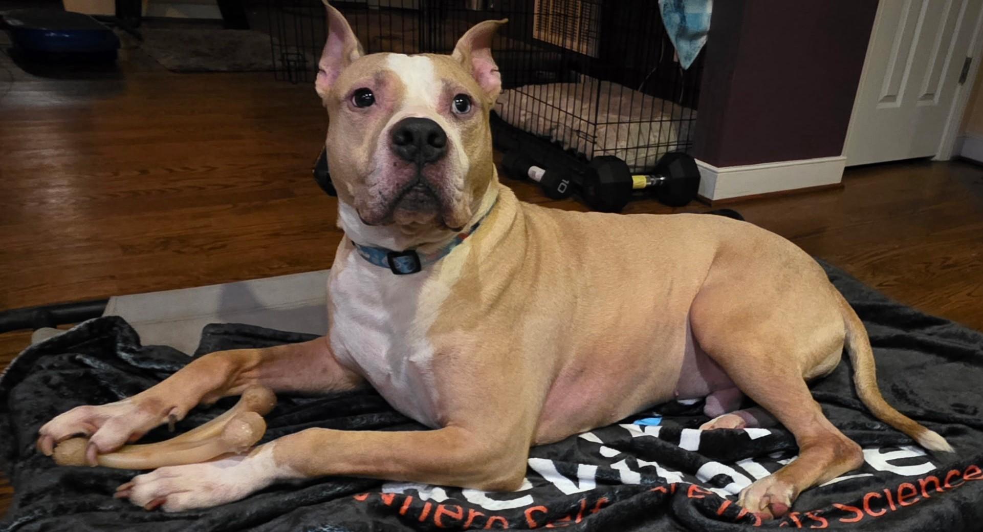 Enlarge Evans Wonderful  Blue-Eyed Companion/Therapy Dog Great with Kids and Dogs, a Adoptable mixed breed in Richmond, VA image 3/6