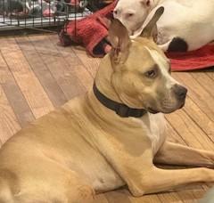 Enlarge Evans Wonderful  Blue-Eyed Companion/Therapy Dog Great with Kids and Dogs, a Adoptable mixed breed in Danbury, CT image 2/6