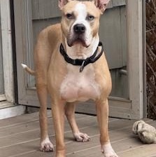 Enlarge Evans Wonderful  Blue-Eyed Companion/Therapy Dog Great with Kids and Dogs, a Adoptable mixed breed in Danbury, CT image 4/6