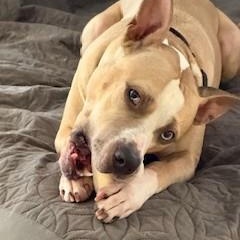 Evans Wonderful  Blue-Eyed Companion/Therapy Dog Great with Kids and Dogs, Adoptable, Adult Male Great Dane & Husky.