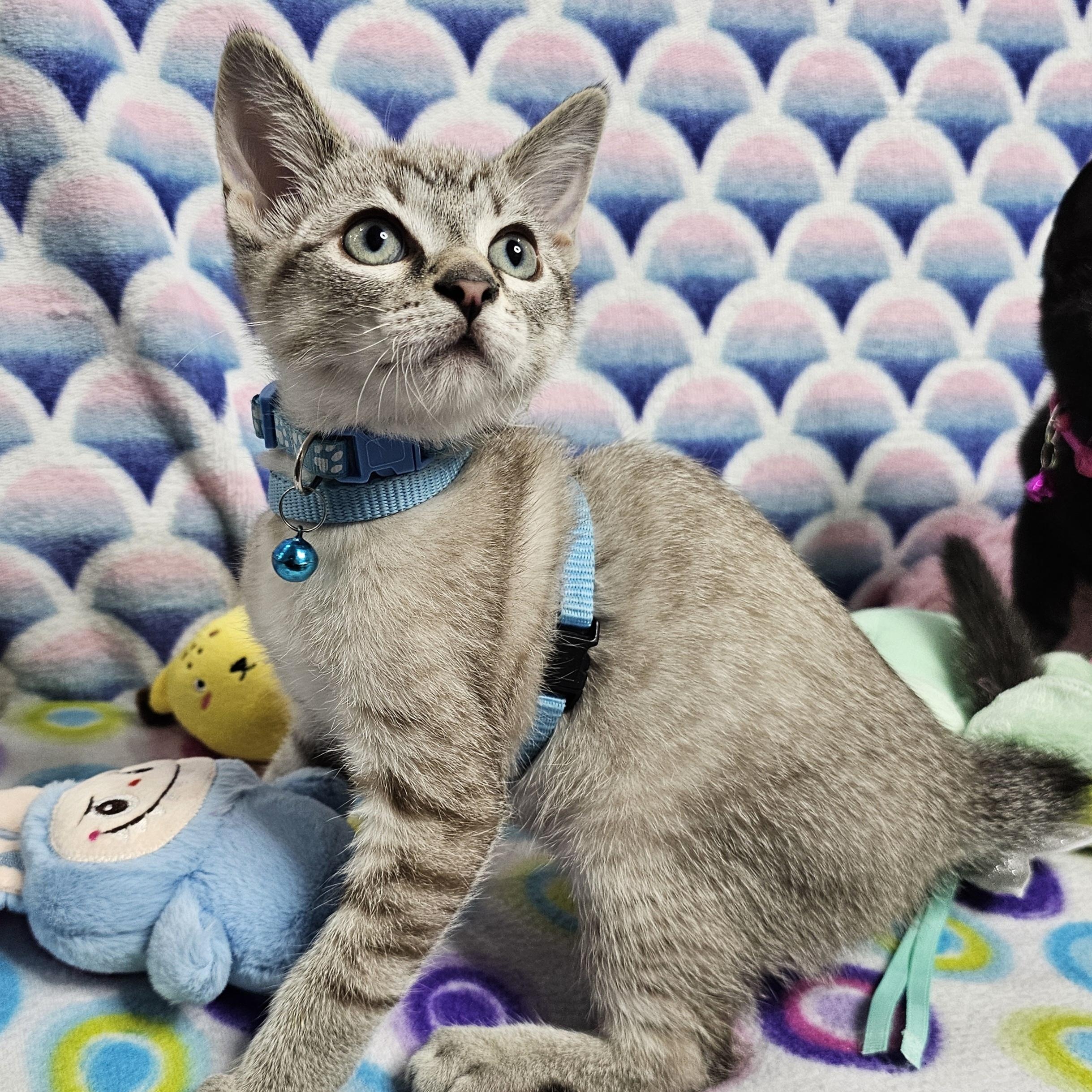 Enlarge Sir Halo's Sunshiny New Day, an adopted Domestic Short Hair in Mt Pleasant, SC image 2/6