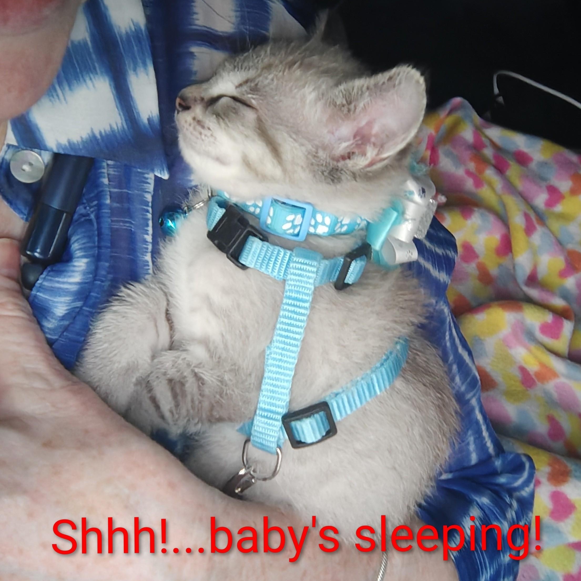 Enlarge Sir Halo's Sunshiny New Day, an adopted Domestic Short Hair in Mt Pleasant, SC image 4/6