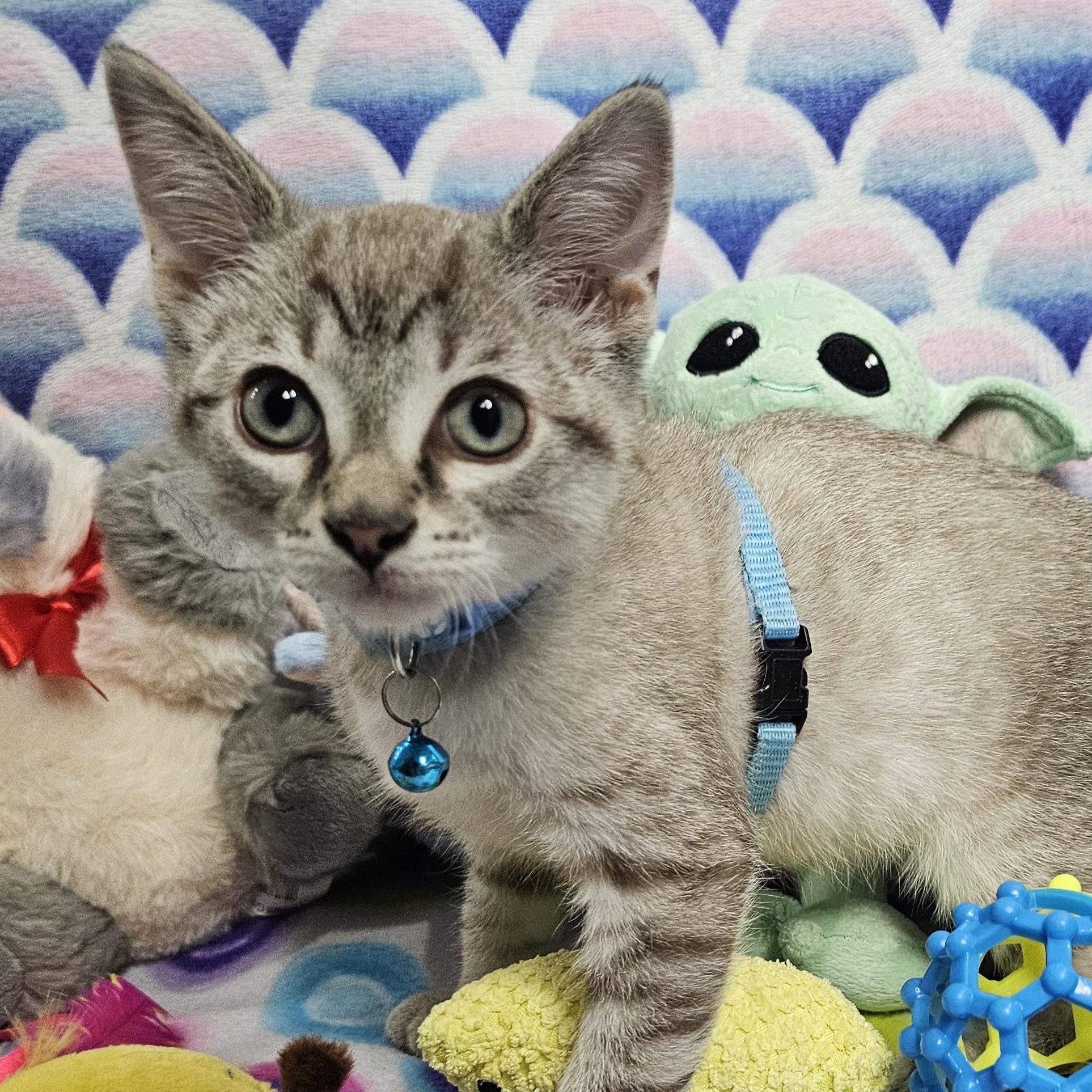 Enlarge Sir Halo's Sunshiny New Day, an adopted Domestic Short Hair in Mt Pleasant, SC image 1/6