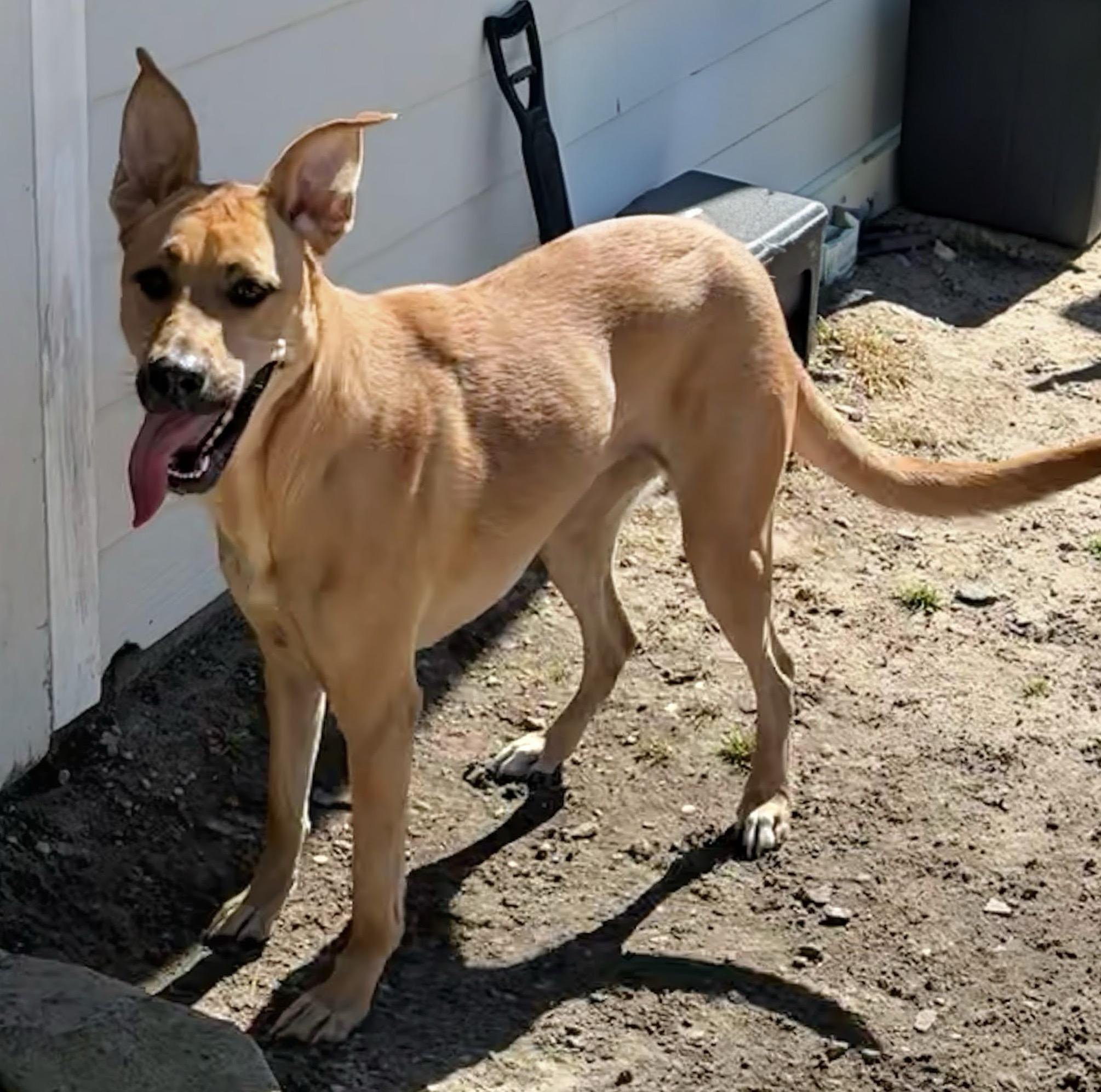 Enlarge Lilo, a ADOPTABLE mixed breed in Valdosta, GA image 2/3