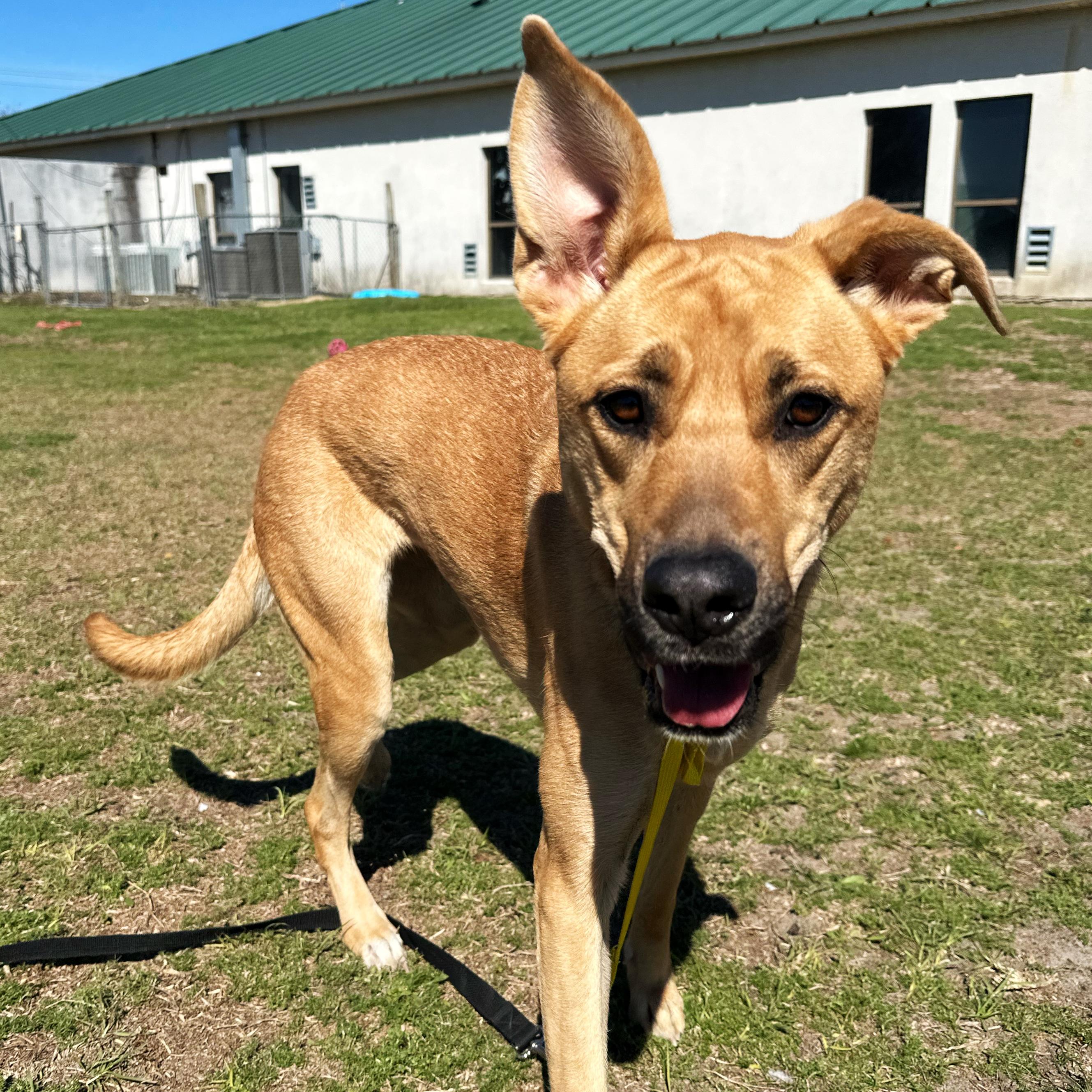 Enlarge Lilo, a ADOPTABLE mixed breed in Valdosta, GA image 1/3