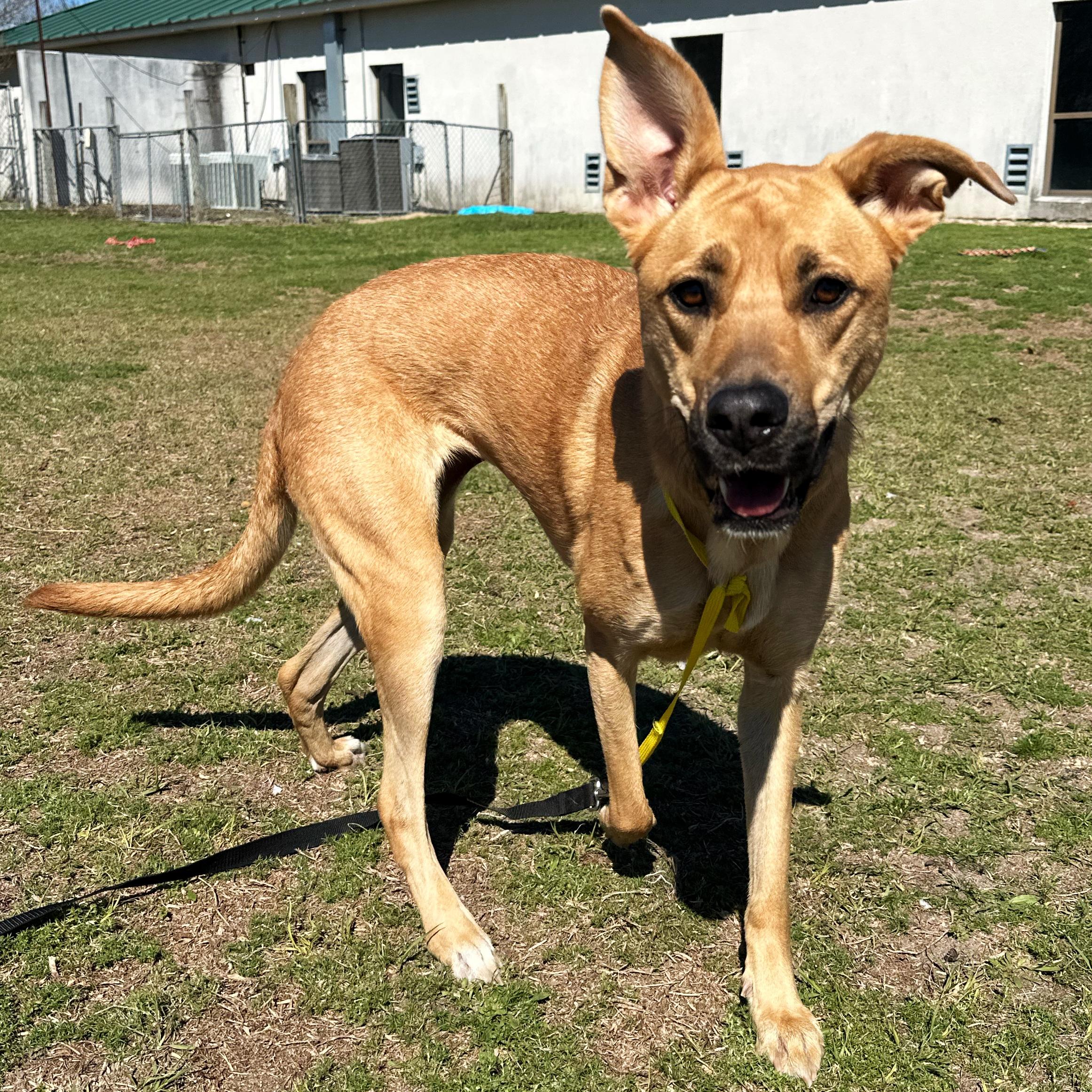 Enlarge Lilo, a ADOPTABLE mixed breed in Valdosta, GA image 3/3